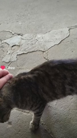 Котики в LOOKY — Котики#мило#домашнийпитомец