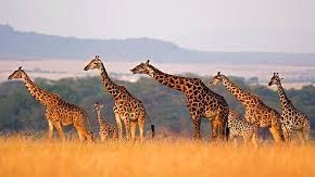 INSIDE-WILDLIFES в LOOKY. . https://www.facebook...