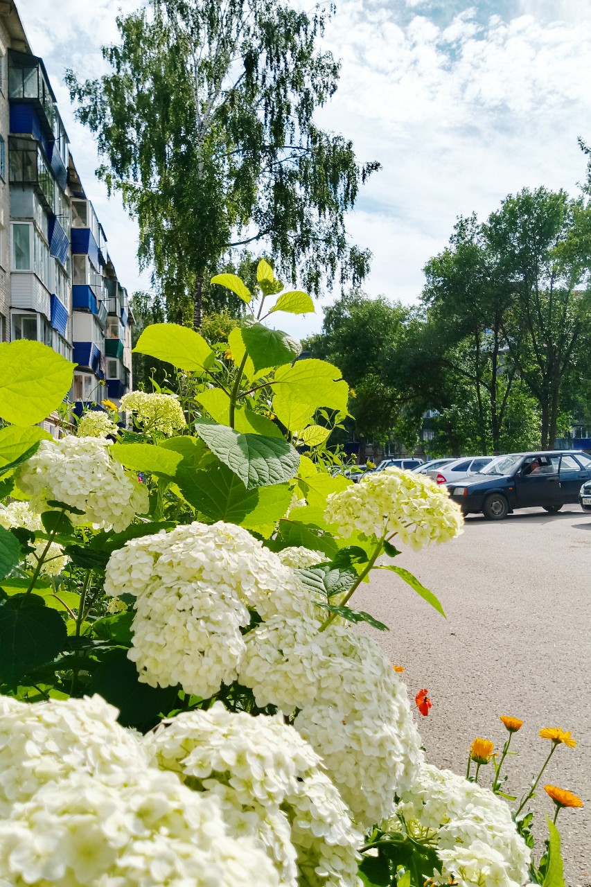snovozhilov91 in LOOKY. #утро,#лето,#июль,#лето2026,#июль2026,#фото,#вкадре,#кадры,#погода,#прогулка,#Россия,#Татарстан,#Бугульма,#проезд,#прогулка,#двор,#водворе,#красота,#цветы,#спасибо. Приятно проезжать че...