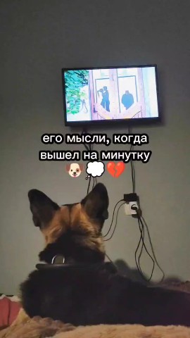 egor_hit в LOOKY. #хвостатый_друг. #хвостатый_друг