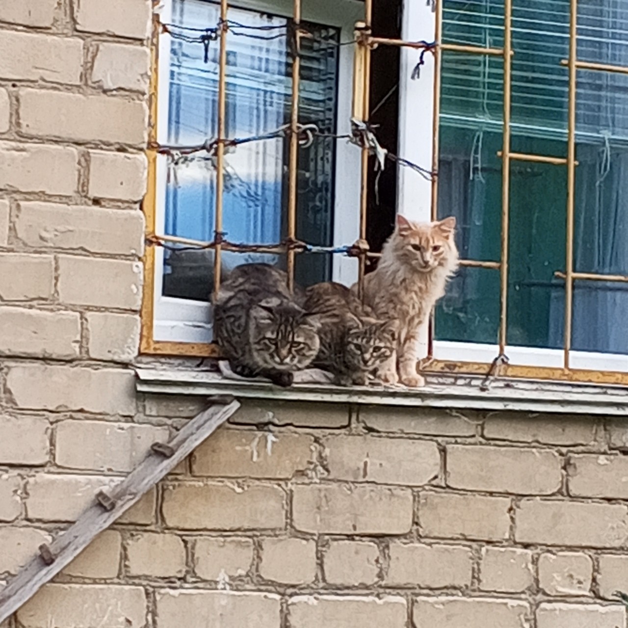 Просто милые котики 🐈