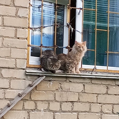 dinazavrik.0_0_ в LOOKY. . Просто милые котики ...
