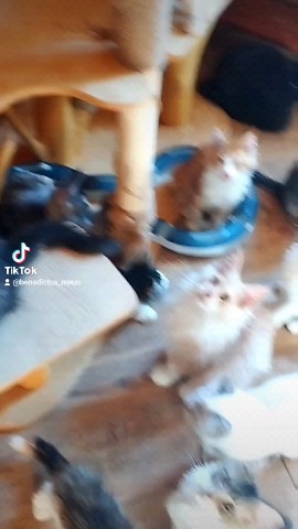 tinorika17 в LOOKY. . Замечательные дети. ...