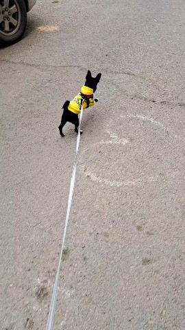Olga_gv в LOOKY. #чихМакс. #чихМакс🐕