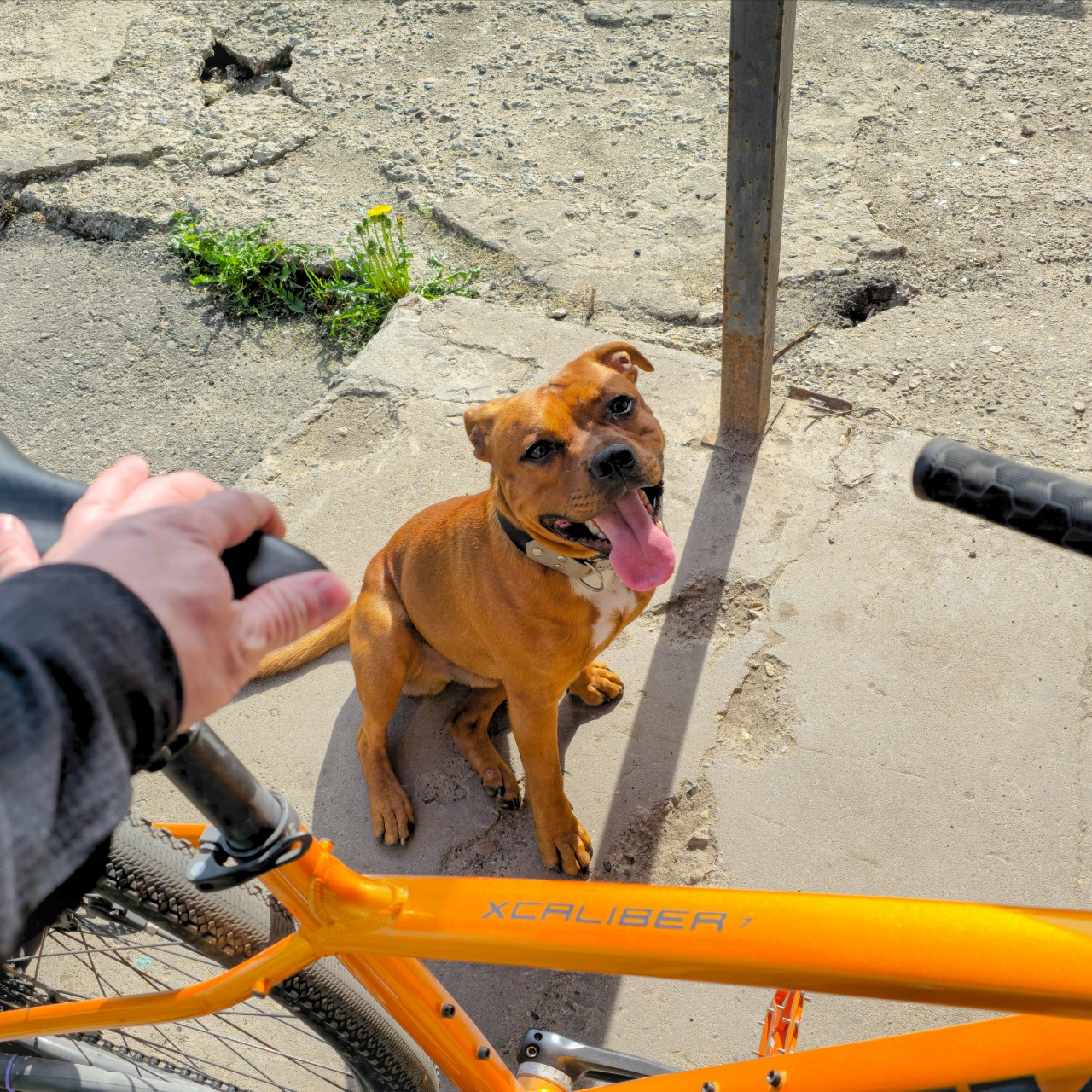 BuchTheStaffy в LOOKY. #стаффордширскийбультерьер
#стаффбуль
#стаффи
#буч. #стаффордширскийбуль...