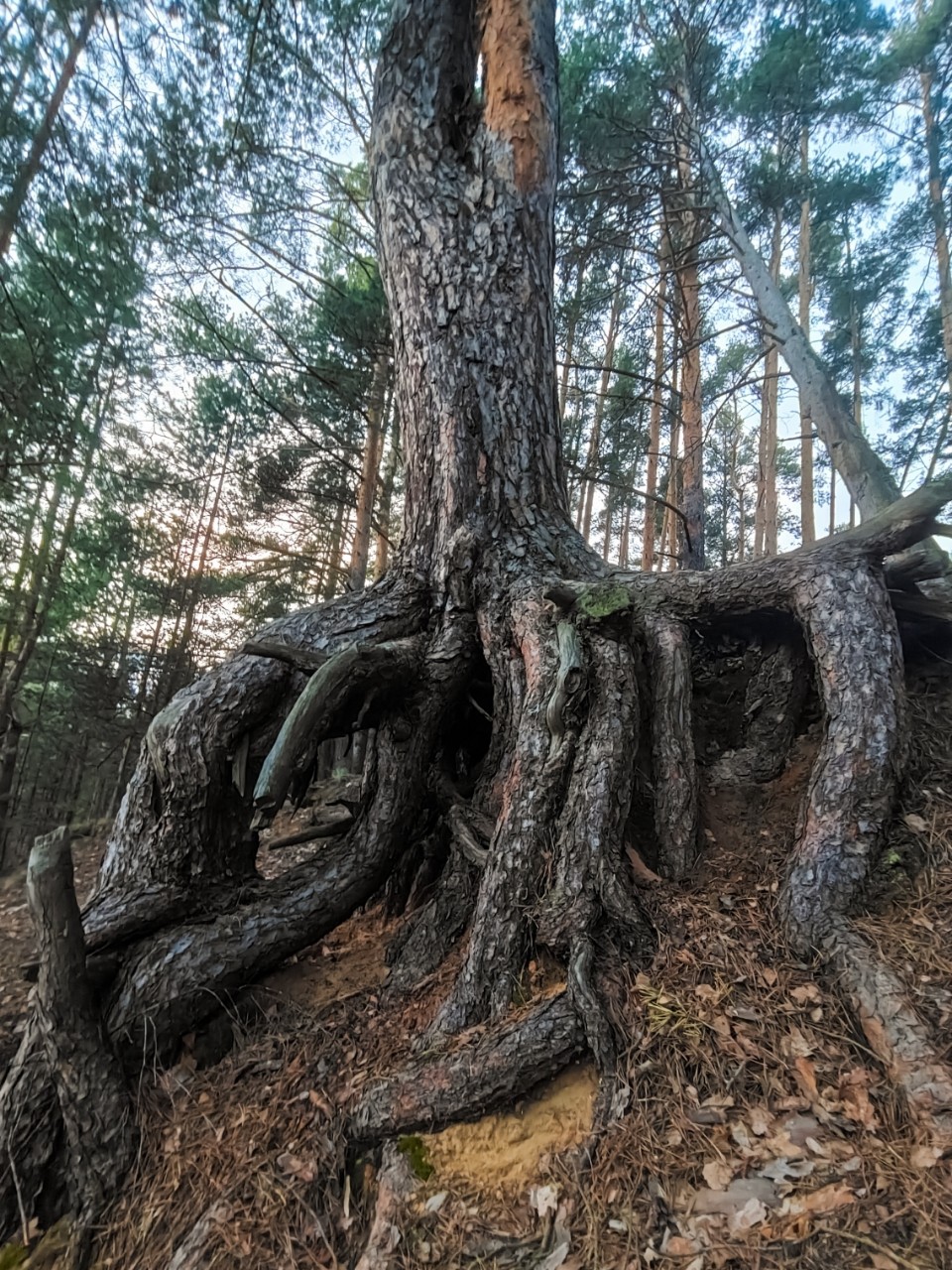 poboruev_landscape in LOOKY. #природа,#лес,#дерево,#корни,#обрыв,#фотонателефон,#фотонамобильный,#мобильноефото,#интересное,#необычное. "Я есть Грут!" Или э...