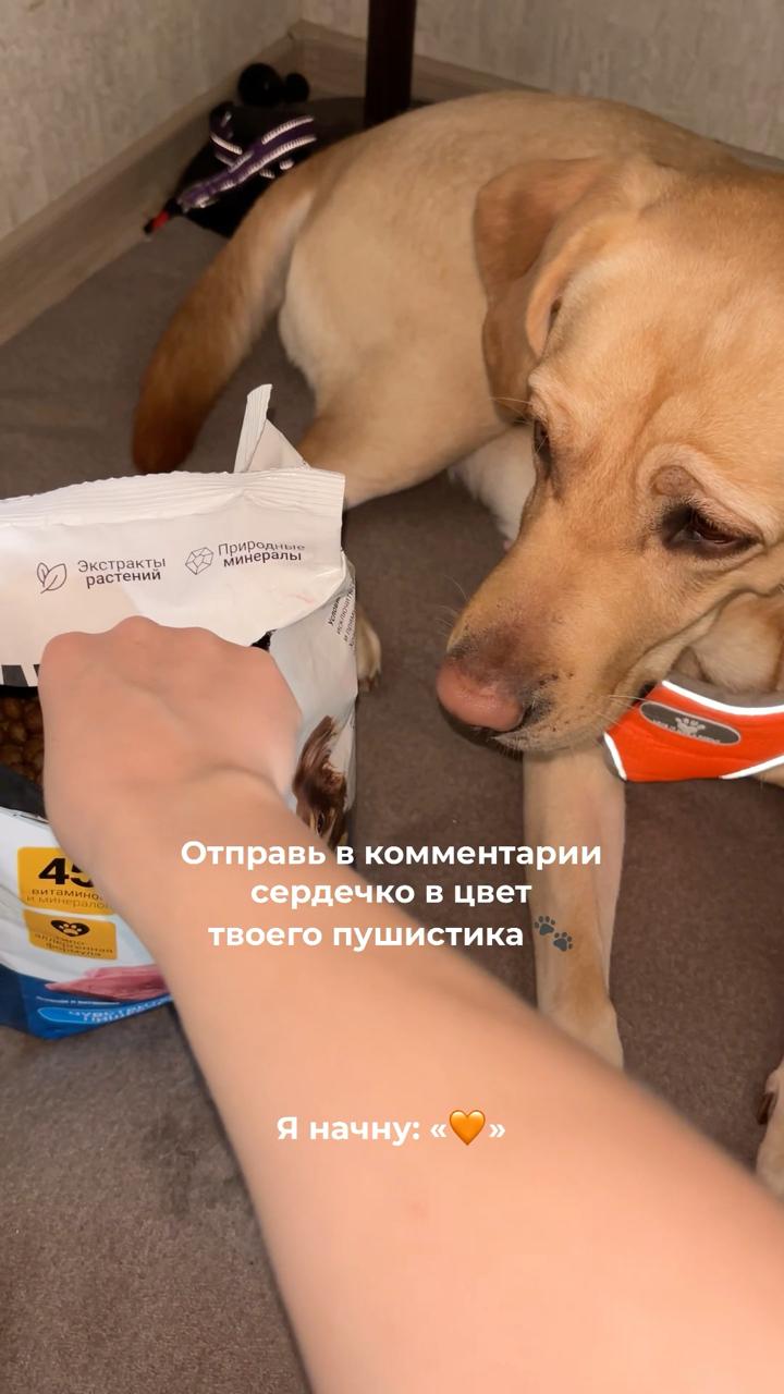 На связи лабрадор Бен-Бен в LOOKY. #263835222,#DogMomLife,#MomAndPup,#FamilyVibes,#LifeWithPets. Наш любимчик - корм ...