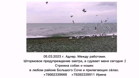 Looky_1676317000260 в LOOKY. #стрижкасобак,#одеждадлясобак,#ШИВ,#Сочи,#фотография,#стрижкасобакСочи,#стрижкакошекСочи,#море,#Адлер,#работакакэкскурсия. 05.03.2023 г. Адлер....