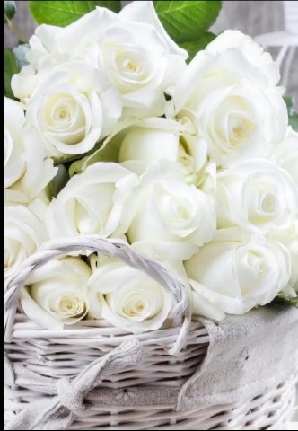albina_35kir в LOOKY. . 