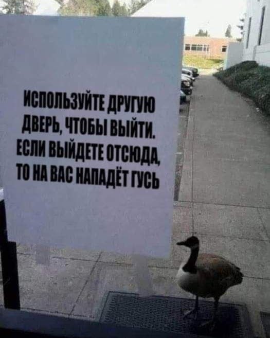 Оно того не стоит.. 😅
 #бесполезность #время #юмор #шутки #гусь #выход [#looky_контент ](looky_контент)