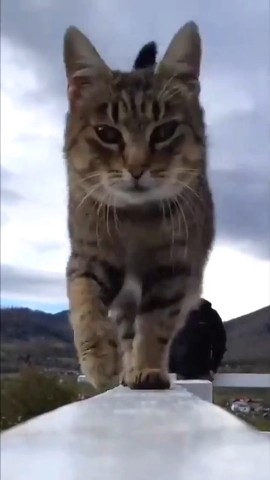 мур-мур in LOOKY. . 