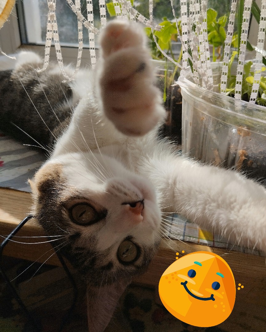 Кот Мурчик in LOOKY. . Спасибо за 100 подпи...
