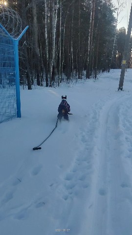 boxer_tyson_dog в LOOKY. . Рождество