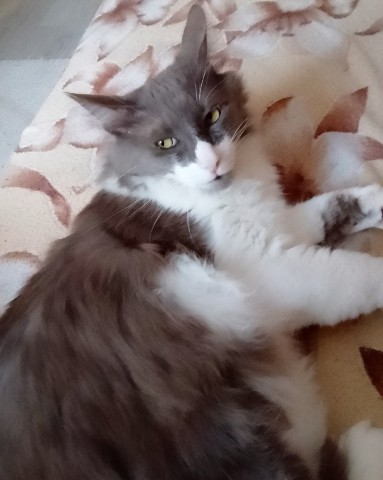 Кот эклер в LOOKY. . 