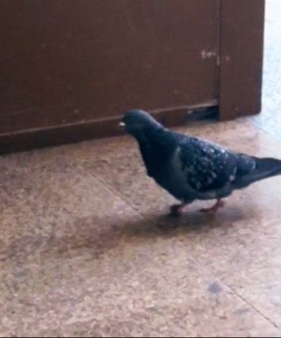 Aleikhan в LOOKY. #bird. Моё состояние по жиз...