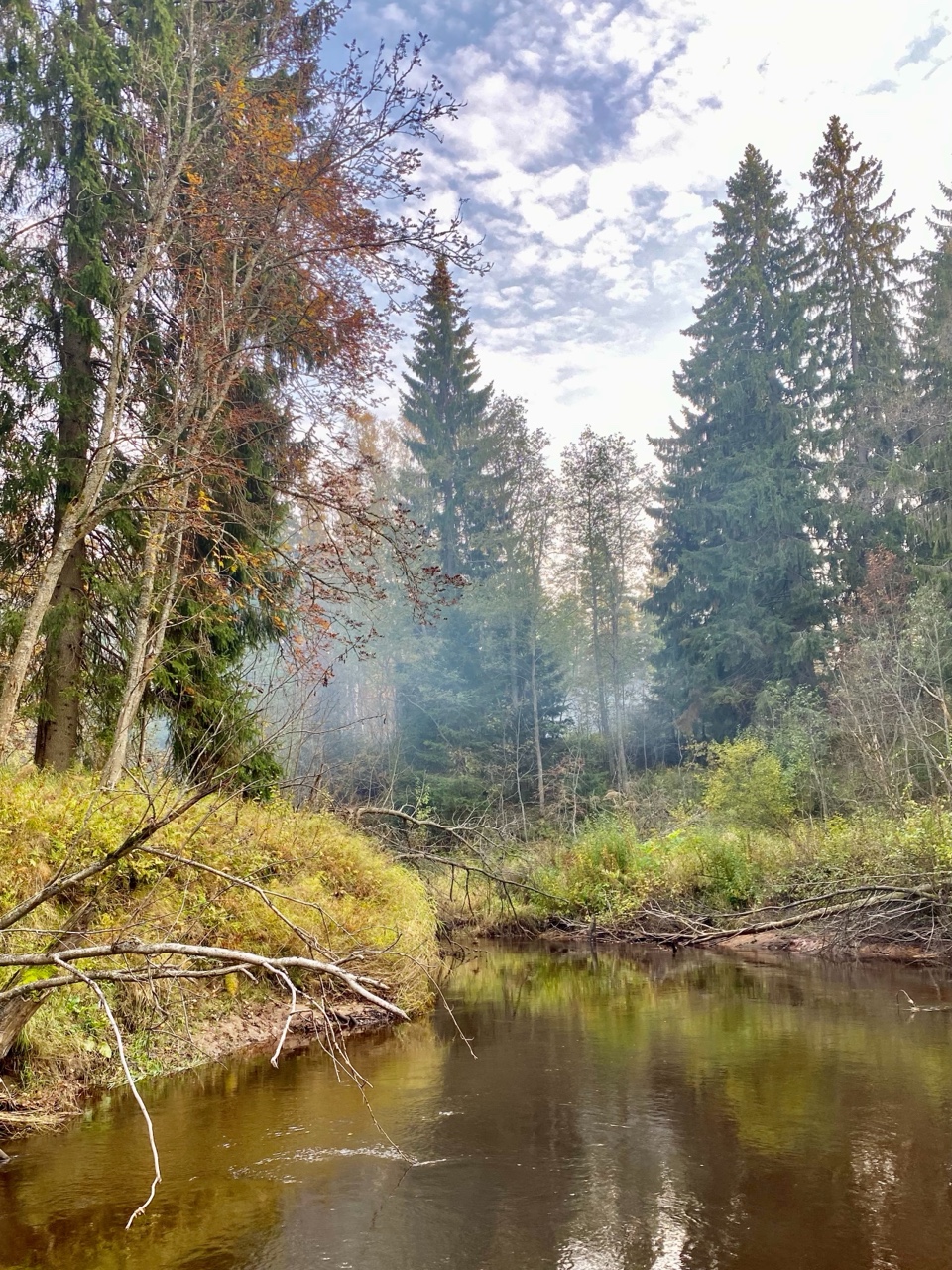 В лесу пахнет осенью…

[#природа ](природа) [#лес ](лес) [#река ](река) [#ленинградскаяобласть ](ленинградскаяобласть)[#природароссии ](природароссии)[#спокойствие ](спокойствие)[#тишина ](тишина)