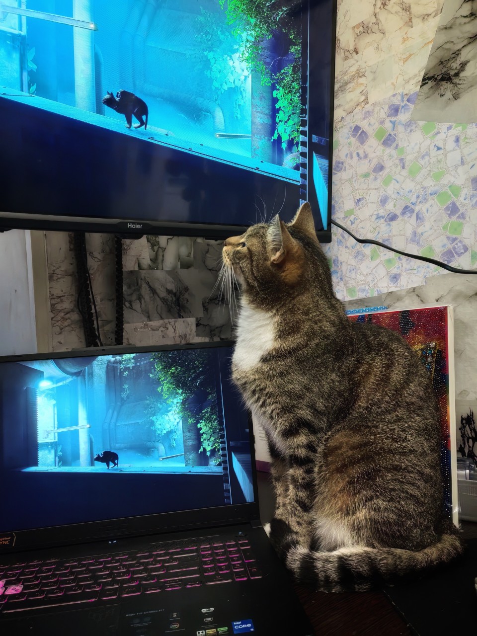 Матрос контролирует запись видеоигры 🎮😼 + вчера гуляли, погода радовала, прошли почти 10к шагов. 👣🌳 #блог #кот #прогулка #лето #август #питер