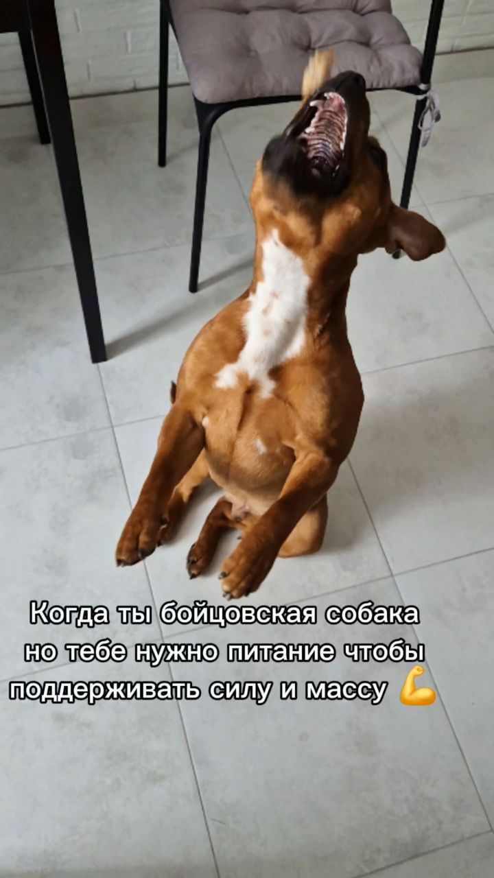 BuchTheStaffy in LOOKY