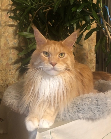guess.mainecoon в LOOKY. #гусяличность,#котодрузья,#котодружба,#котодруг. #гусяличность #котод...