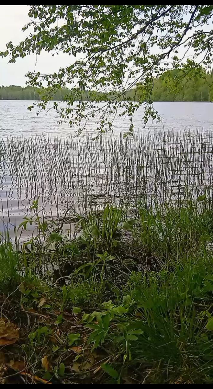 ЛисЪ в LOOKY. . Время, проведённое н...