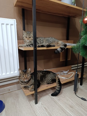 Looky_1676789785967 в LOOKY. . Котики