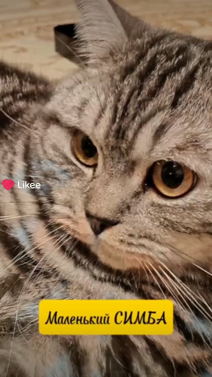 Simba_kotiy в LOOKY. #Мур,#ЗабавныеПитомцы,#LIKEECat,#SimbikАn,#kotik. ❤️🥹 #Мур #ЗабавныеП...