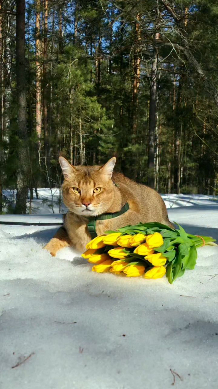 afina_zeus в LOOKY. #кошка,#коты,#мыизкотограма,#большиекошки,#редкиекошки,#красивыекошки,#гибридныекошки,#фотомомент,#моифото,#фотомодель,#фотокота,#фотодня,#лес,#природа,#цветы,#тюльпаны,#желтыетюльпаны,#природапрекрасна,#looky,#looky_official,#looky_кошки,#looky_контент,#looky_наприроде. Весна идет-весне дор...