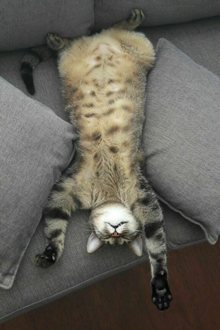 sl.cats в LOOKY. . 