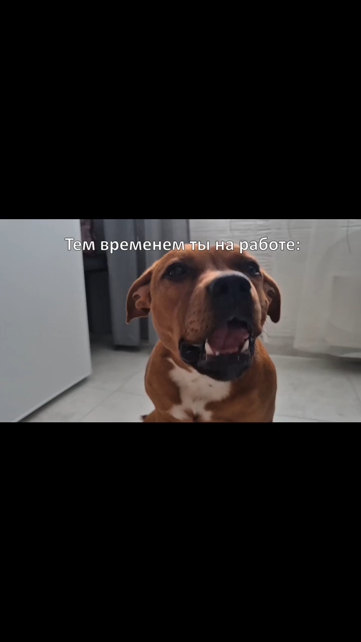 BuchTheStaffy in LOOKY