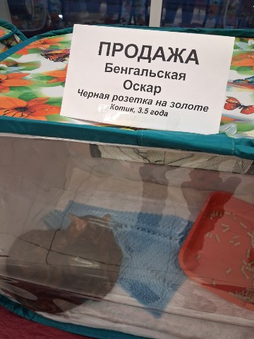 alex_shilyaev_1999 в LOOKY. . Выставка кошек.

Тор...