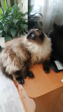 Looky_178352140114547 в LOOKY. . Говорушка мой🤩🥰