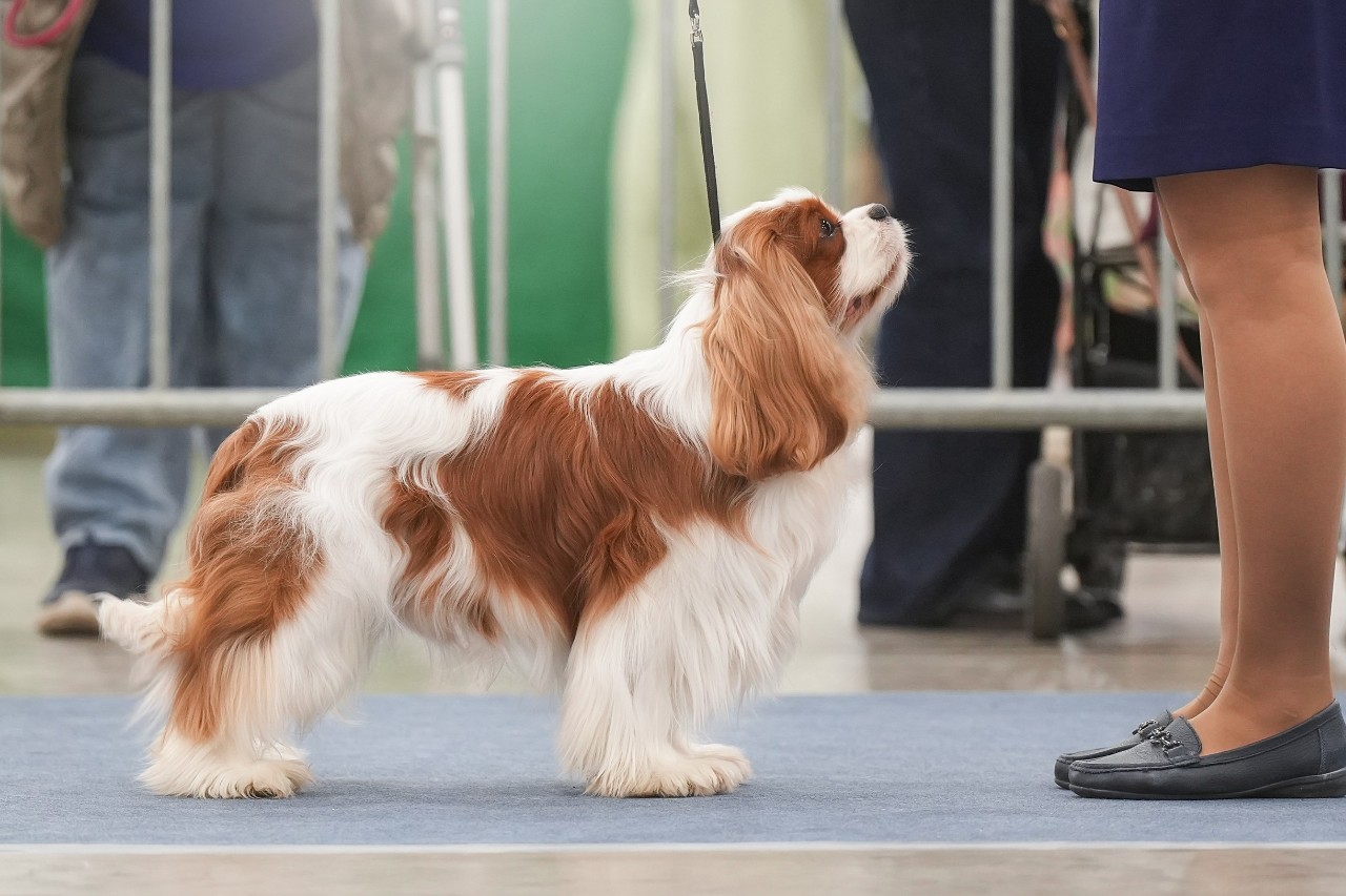 puppengame в LOOKY — 18.04.2026

Монопородная выставка кавалер кинг чарльз спание