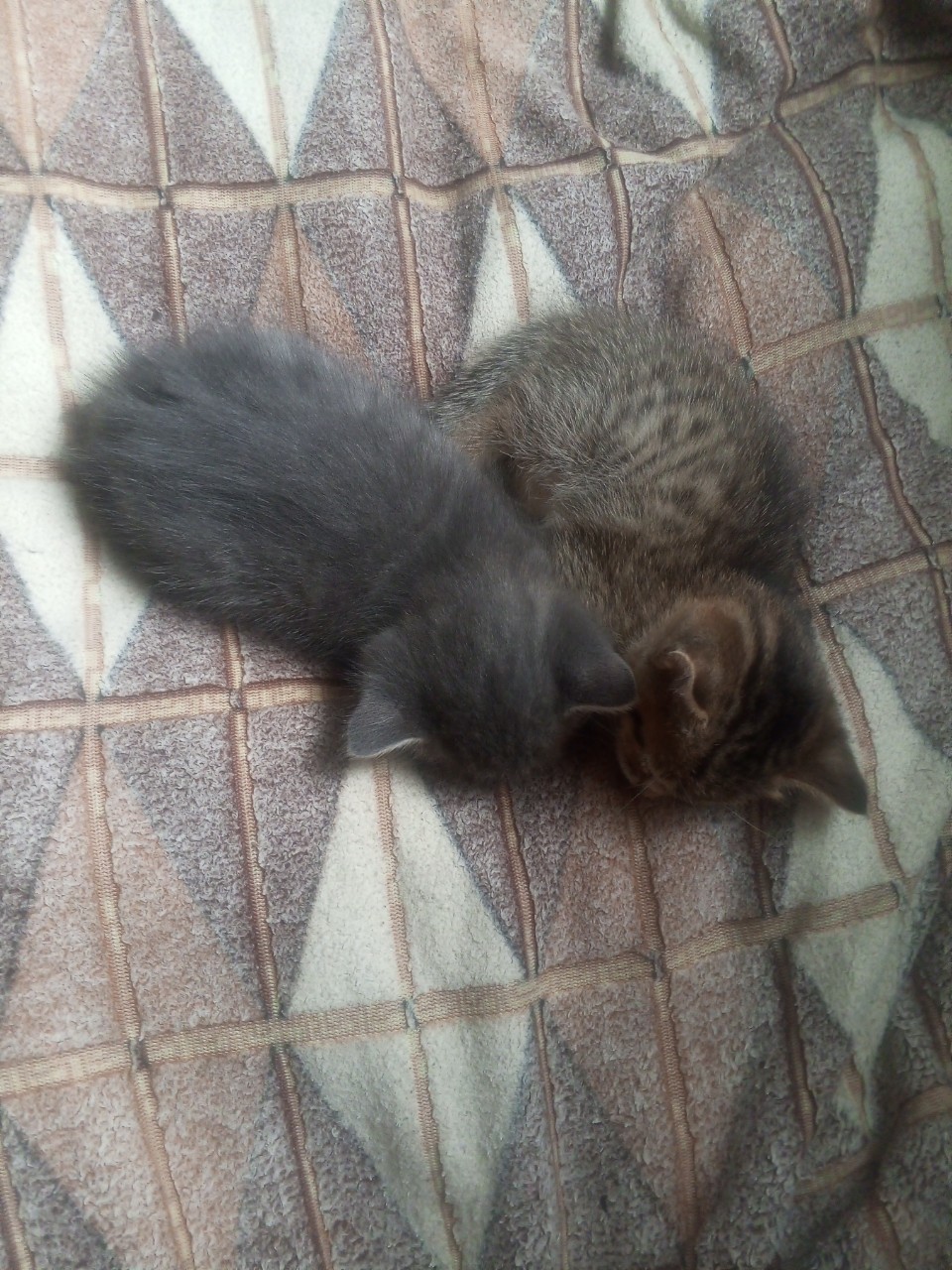 Zoozashita_1784473998Masha в LOOKY — Это сердце создано котятами для тех, кто бережно относится к