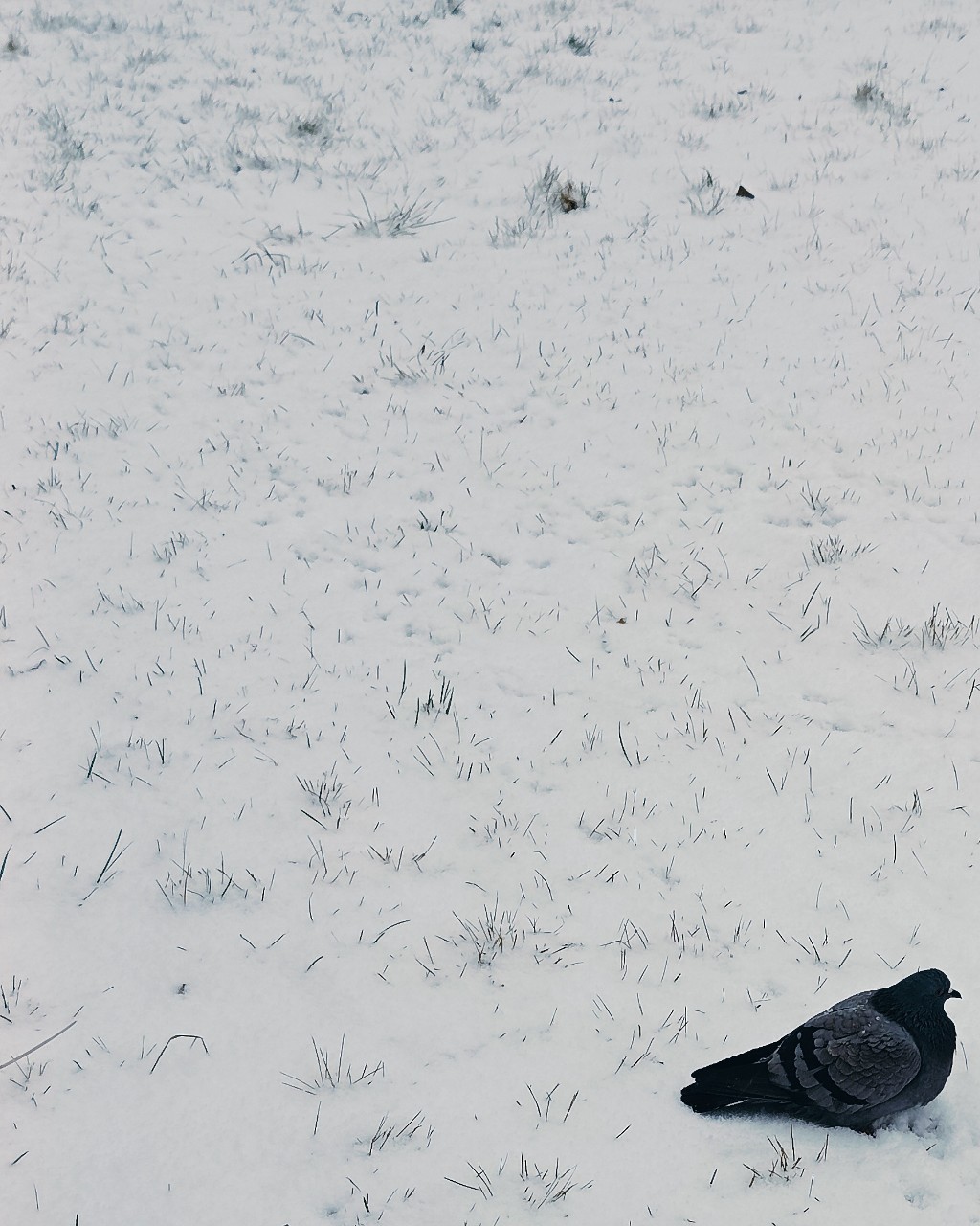 Павел в LOOKY — [#голубь ](голубь)[#зима ](зима)