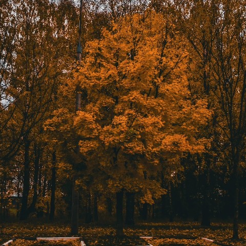 Mihnovets в LOOKY. #photo. #photo [#autumn](aut...