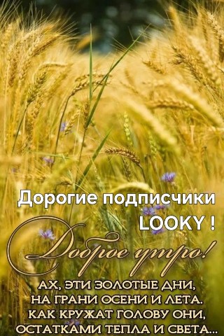 Looky_177521319440383 в LOOKY. . 