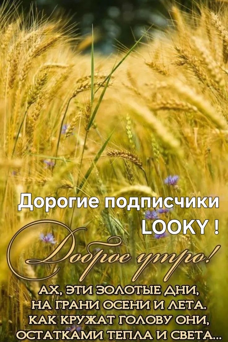 Looky_177521319440383