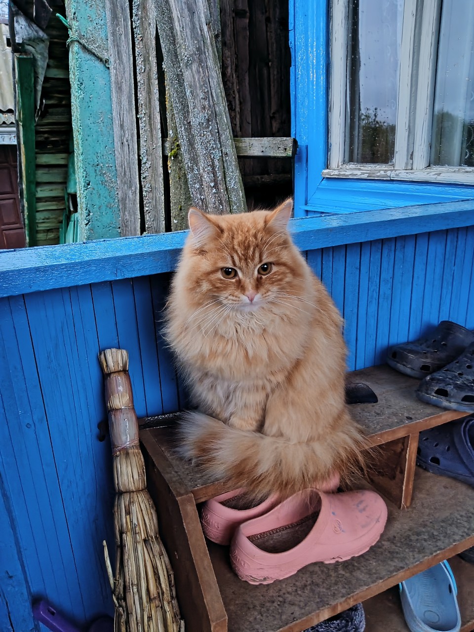 [#кот ](кот)[#кошка ](кошка)[#барсик ](барсик)[#деревня ](деревня)[#дача ](дача) [#питомцы ](питомцы)