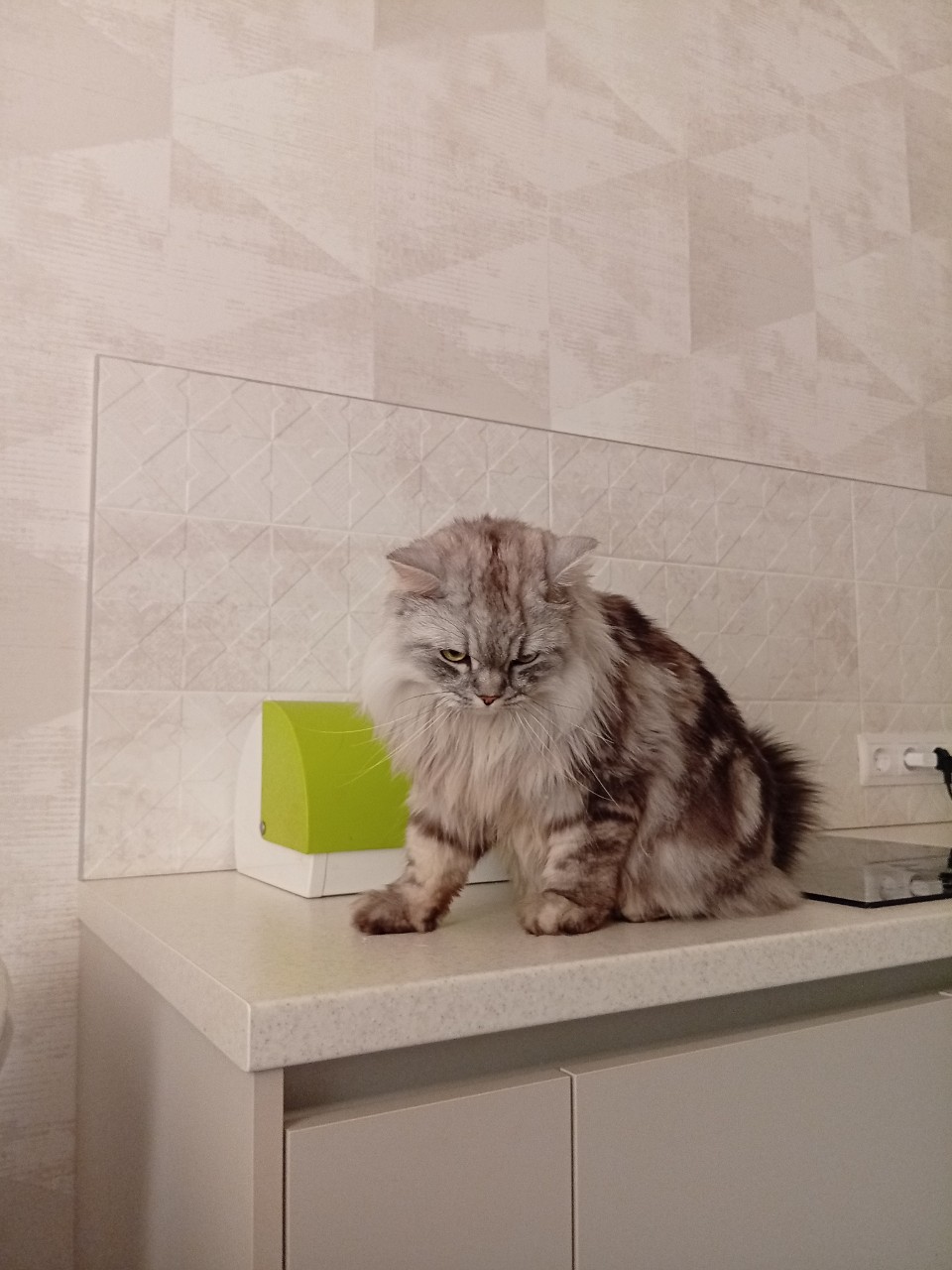 darenka_little в LOOKY. #коты. Сказал коту, если до...