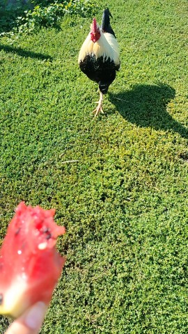 mika_96 in LOOKY. . 🐓🪶
