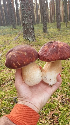 olgasergeevnasolo в LOOKY. . 