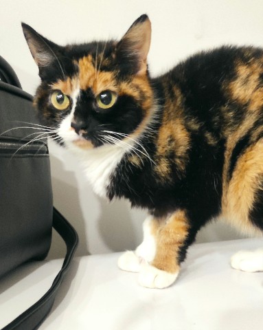 Габи в LOOKY. #Зойка.,#историяЗойки,#новыйпитомец,#cat,#cats,#kitty,#кошка,#кот,#питомец. Наша кошка #Зойка. 
...