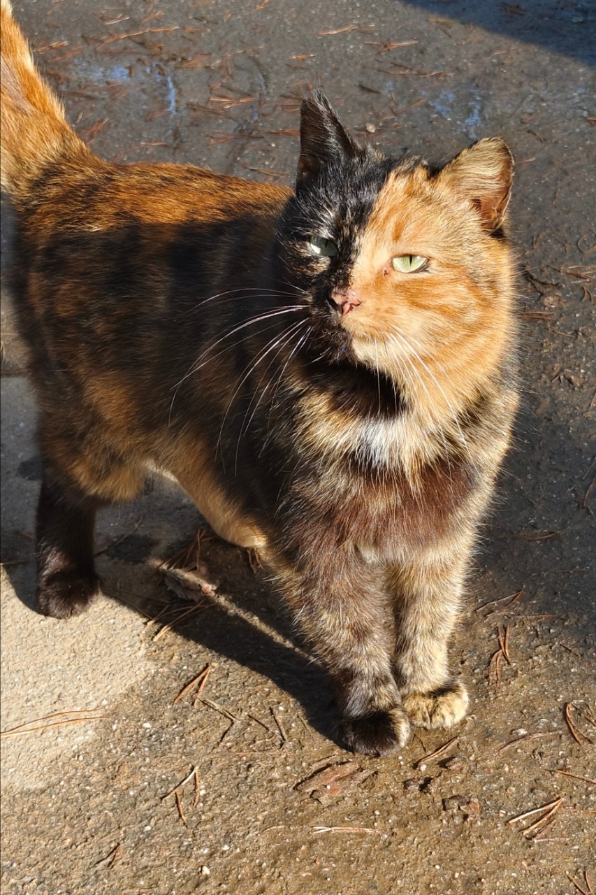 Borisovna ИЗ НИТИ В ЖИЗНЬ в LOOKY — Доброе утро)
Такое приветствие, последнее время, отдаёт немн