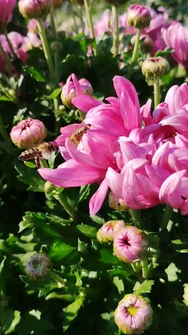 pelargonium_krd в LOOKY. . Для любителей хризан...