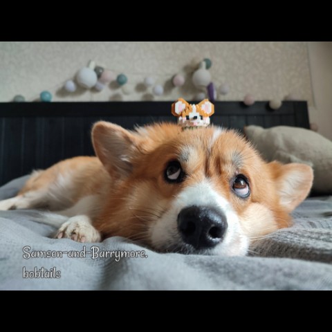 samson_and_barrymore.bobtails в LOOKY. #happybday,#сднемрождения,#любовьспасетмир,#собакадругчеловека,#dogoftheday,#funnypuppy,#dogcute,#welshcorgi,#corgiofinstagram,#мокрыйнос,#усылапыхвост,#pets_of_instagram,#корги,#9ofmay,#смешнойпес,#собакаулыбака,#собакамоя,#mydog,#mycorgi,#hbday🎂,#corgiworld,#corgipuppy,#3years,#corgicommunity,#corgiplanet,#funnycorgi,#коргичемпион,#мыизкотограма,#looky,#looky_топ,#looky_official. .
"Подумать только, ...