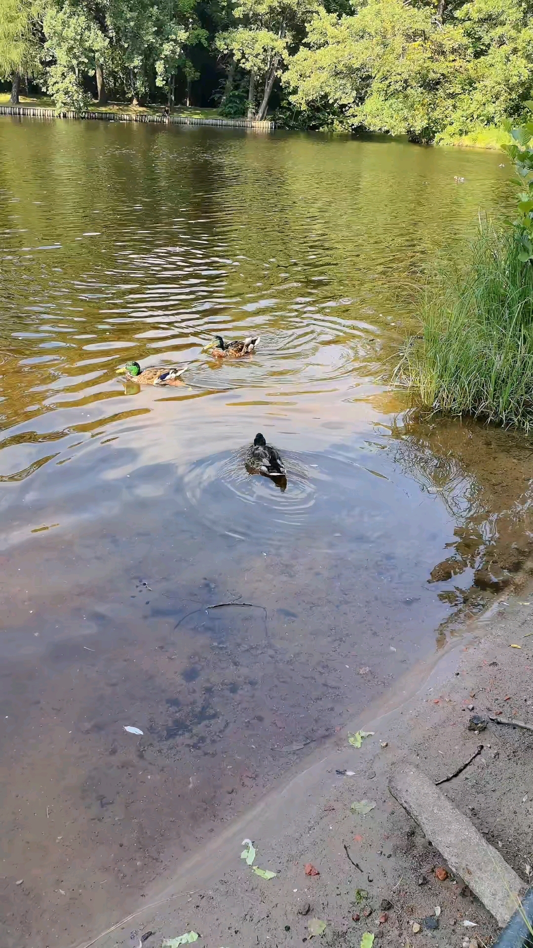 valeri_pv_vladi в LOOKY — Утки 🦆 #природа #утки #июль #лето #питер #пруд