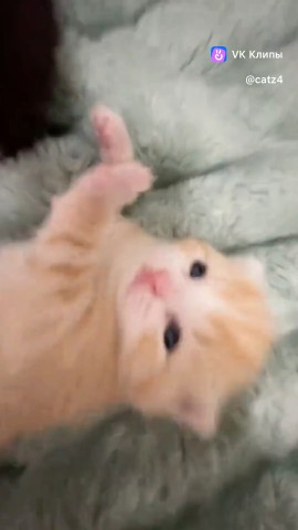 Senya в LOOKY — #Котя