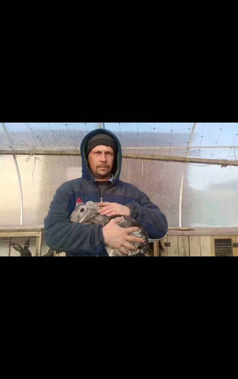 Живущий в России в LOOKY. #animals,#bunny,#pets,#rabbit,#funnyanimals. Put the rabbit to sl...