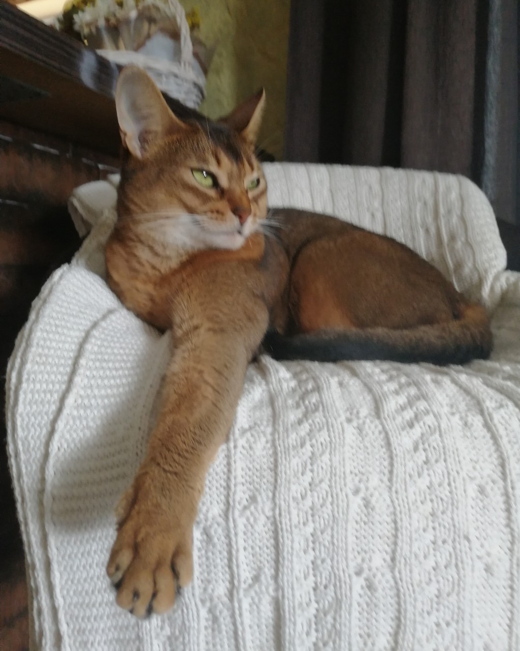 pandikbesik в LOOKY — Вредничаю и воображаю😤🙈😻
#абиссинскаякошка
#мыизкотограма
