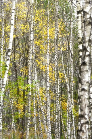poboruev_landscape в LOOKY. #природа,#роща,#лес,#осень,#берёзы,#берёзки,#Россия,#золотаяосень,#листва. Отговорила роща золо...